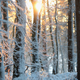 A quiet snowy forest with the sun rising through the trees.